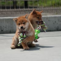 新しい飼い主さん募集中！オーナー募集中！3月30日生　オス