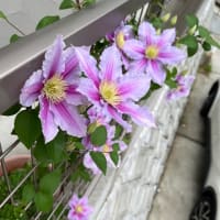 春爛漫