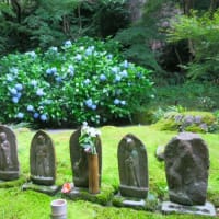 鎌倉散歩～若宮大路段葛・報国寺