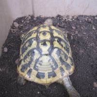 ヒガシヘルマンリクガメのジェイフォーが抱卵