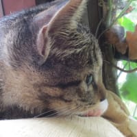 本日のきなこさん