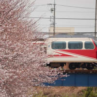 ３月２８日撮影　桜×名鉄２０１３　第一弾