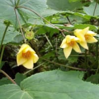 ＮＨＫ野山の植物（剣山）