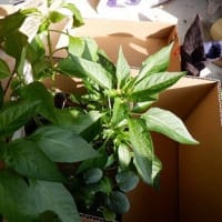 夏野菜半分植えました