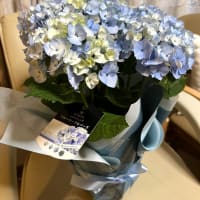 父の日の青いアジサイ