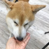 ココグルメの試食会を開催しました！③