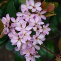 シャリンバイ　〈車輪梅のピンクと白い花〉　 