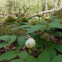 💖シャクナゲ見物登山💖