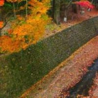 御土居の紅葉 in 京都府京都市上京区
