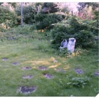 夏至までになんとか