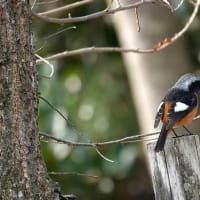 06/22探鳥記録写真：2月に出会った鳥たち①