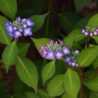 紫陽花の季節になりました