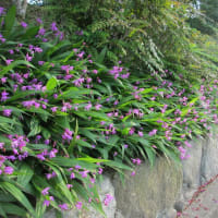 小次郎と春の草花－シラン（紫蘭）ー