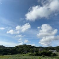1本のイチョウの木に雄の葉と雌の葉が？！