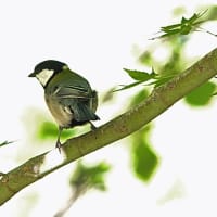 森の鳥たちは