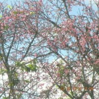 ハワイの桜？を探訪
