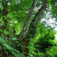 新潟県湯沢町、土樽旭原「土樽のイタヤカエデ」です！！
