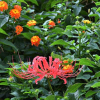 彼岸花咲き始める