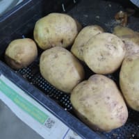 採れたてを！