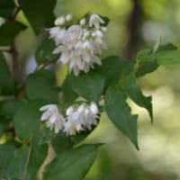 森林公園を歩く ２