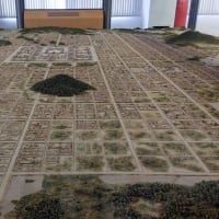 藤原京跡に新緑の季節