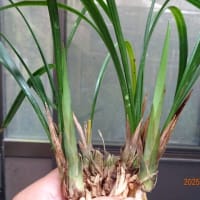 山採り交配種の新芽