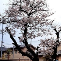 今年も桜の幹に花