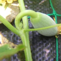 キンショウメロン栽培開始