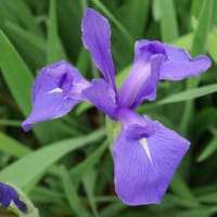 カキツバタが見頃