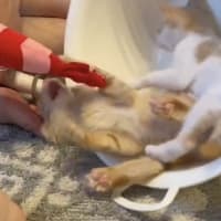 企業に捨てられた猫達のその後