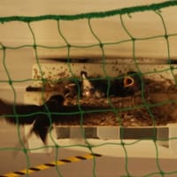 畑の様子とツバメの巣