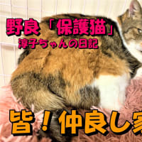 【保護猫】【野良猫】淳子ちゃんを保護して1ケ月半の状況をお伝えします
