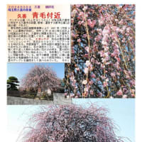 花巡り「梅－358」 久喜　青毛付近