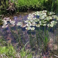 新幹線こまちに乗って秋田仙北へ、半年ぶりに帰ってきました part３