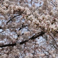 ソメイヨシノの開花を観測