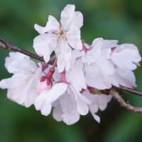 コヒガンザクラ　〈小彼岸桜〉　
