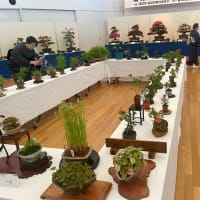 さつき盆栽展