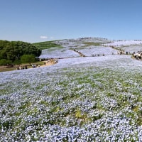 国営ひたち海浜公園２０２５年ネモフィラ丘の春