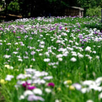 花菖蒲