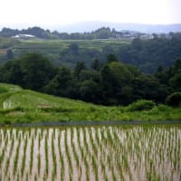 岡山県・久米南町の「下籾の棚田」