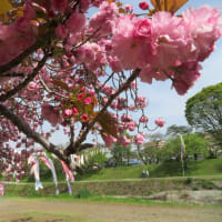 鯉幟と八重桜