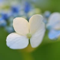 雨上がりの庭のアジサイ