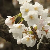 坂川の桜