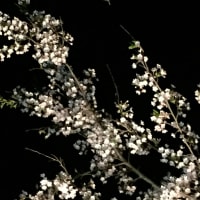 お花見日和