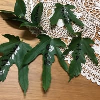 麻奉るタナハタのホシマツリ（旧暦7月7日・西暦2025.8.29）