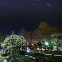 徳島中央公園の木蓮