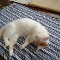 寝姿コレクション