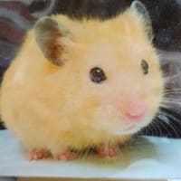 きょうはゴマ八郎の 一周忌です
