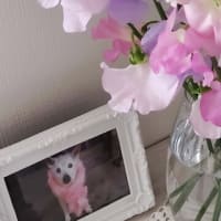 むくちゃん10年