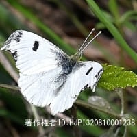 ツマキチョウ